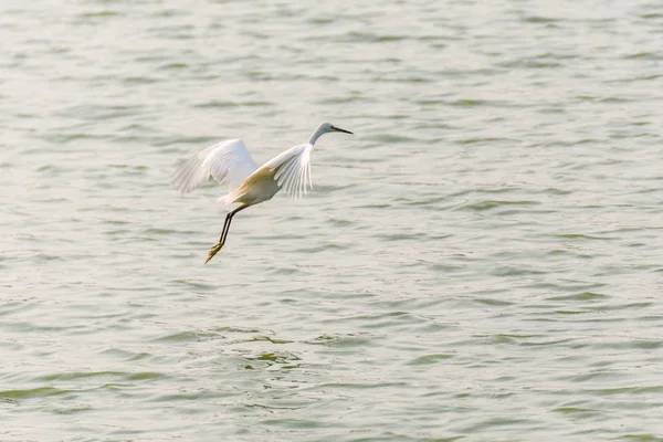 卤水或白鹭 在自然野生池塘或水中的白色颜色 — 图库照片