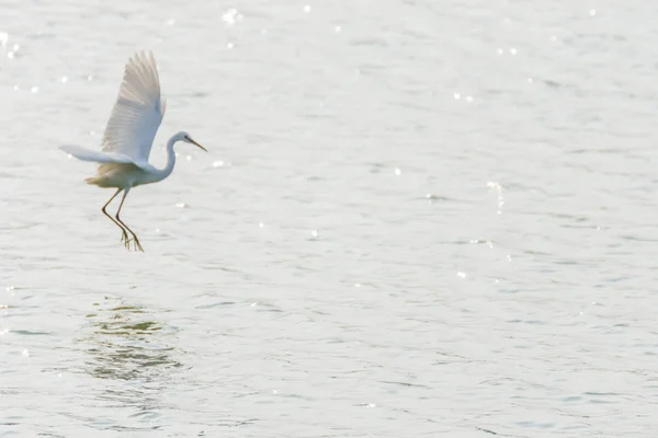 Vogel Heron Roerdomp Zilverreiger Witte Kleur Een Vijver Water Een — Stockfoto