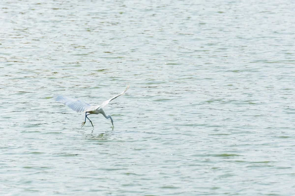 Uccello Airone Amaro Grana Colore Bianco Uno Stagno Acqua Una — Foto Stock