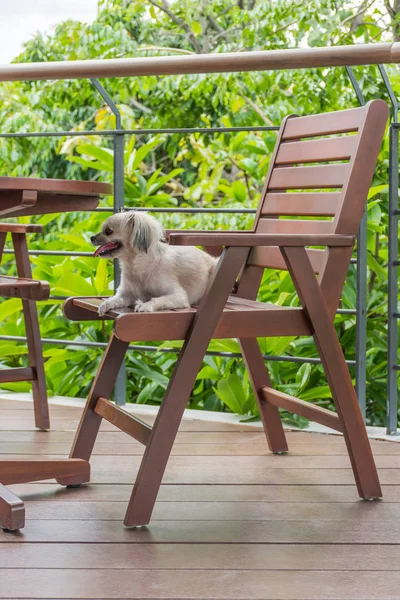 Cão Raça Tão Bonito Misto Com Shih Tzu Pomeranian Poodle — Fotografia de Stock