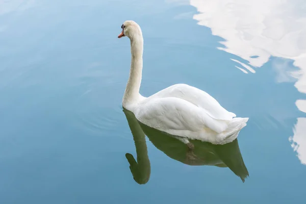 Pájaro Cisnes Cisnes Mudos Cygnus Color Blanco Nadando Estanque Agua —  Fotos de Stock