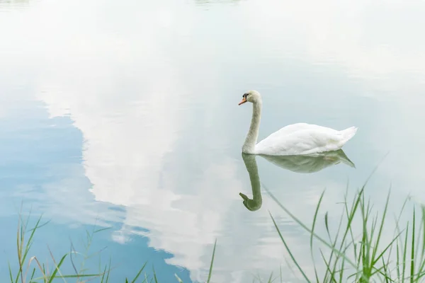 Pájaro Cisnes Cisnes Mudos Cygnus Color Blanco Nadando Estanque Agua —  Fotos de Stock