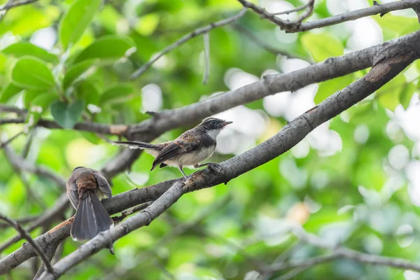 Dos Pájaros Malaysian Pied Fantail Rhipidura Javanica Color Blanco Negro — Foto de Stock