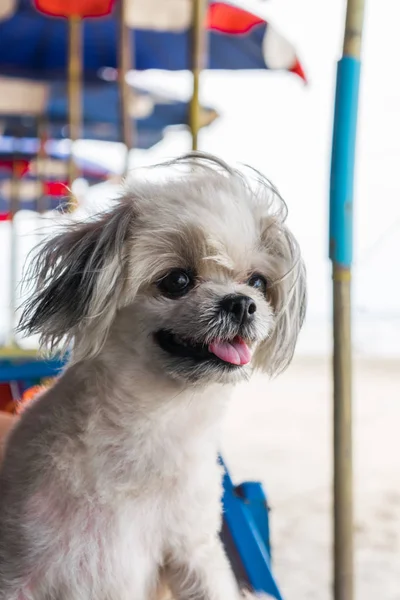 Cão Cor Bege Tão Bonito Misto Raça Com Shih Tzu — Fotografia de Stock