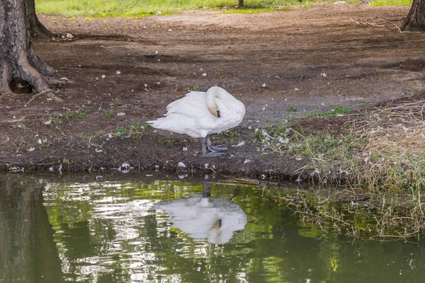 Pássaro Cisnes Cisnes Mudos Cygnus Cor Branca Nadando Uma Lagoa — Fotografia de Stock