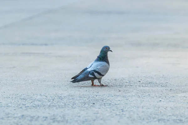 鸽子或消歧 鸽子和鸽子可能是世界上最常见的鸟类在城市 — 图库照片