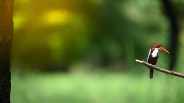 Kuş (Beyaz boğazlı Kingfisher, Halcyon smyrnensis) parlak mavi, arka kanatlar kuyruk, baş, omuzlar kestane boğaz ve göğüs beyaz, gaga ve bacaklar parlak kırmızı bir doğa vahşi bir ağaca tünemiş