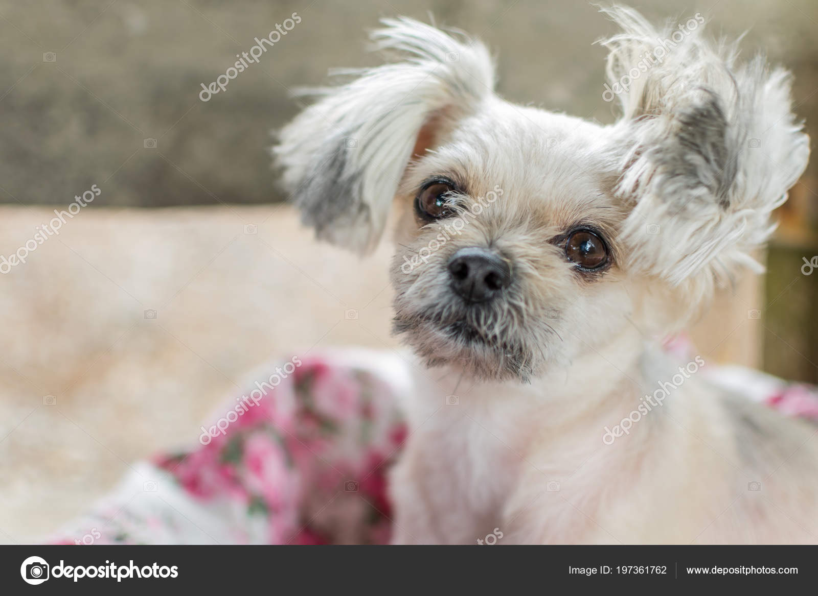 Trop Mignon Images Libres De Droit Photos De Trop Mignon Depositphotos