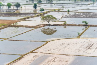 Asya bir tarım manzara doğa pirinç çeltik küreği için bir toprak tarım ile çamurlu sahada ise