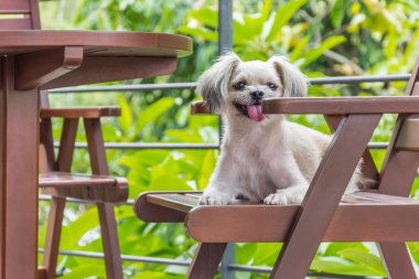 Karışık doğurmak Shih-Tzu, Pomeranian ve sandalyede oturan ve Cafe kahve dükkanı veya fırın dondurma Restoran ilgi ile seyir bir şey kaniş köpek çok şirin