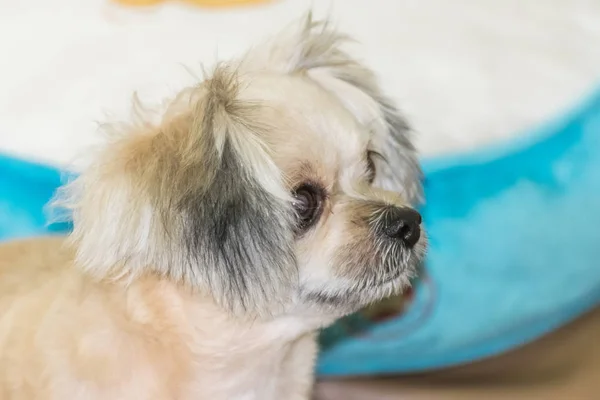 Câine Atât Drăguț Rasă Mixtă Shih Tzu Pomeranian Poodle Uitându — Fotografie, imagine de stoc