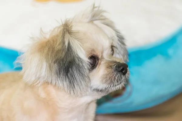 Hund Söt Blandad Rasen Shih Tzu Pomeranian Och Pudel Tittar — Stockfoto