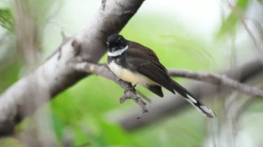 Bir ağaç vahşi doğada kuş (Malezya tarihimin alaca, Rhipidura javanica) siyah ve beyaz renk tünemiş