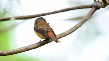 Kuş (Ferruginous sinekkapan, Muscicapa ferruginea) kahverengi şeker, turuncu ve kırmızı renk bir doğa vahşi, dağıtım nadir bir ağaç üzerinde tünemiş