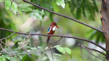 Kuş (Beyaz boğazlı Kingfisher, Halcyon smyrnensis) parlak mavi, arka kanatlar kuyruk, baş, omuzlar kestane boğaz ve göğüs beyaz, gaga ve bacaklar parlak kırmızı bir doğa vahşi bir ağaca tünemiş