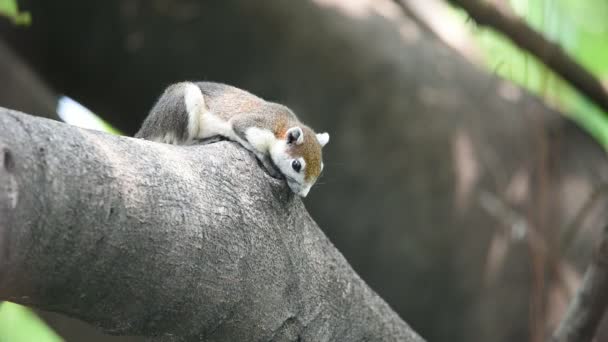 Белка Является Млекопитающее Животное Член Семьи Sciuridae Коричневого Цвета Дереве — стоковое видео