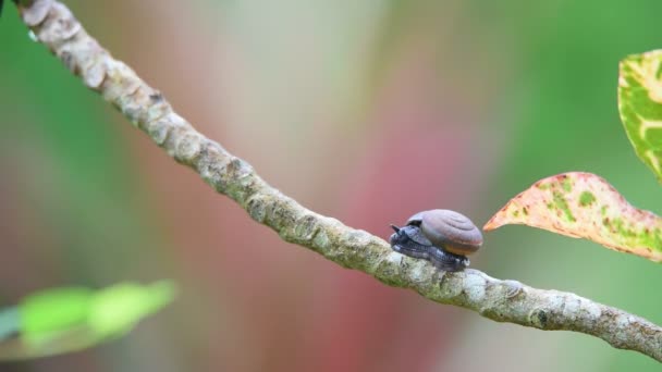 Caracol Invertebrados Animais Vida Selvagem Cor Marrom Tem Uma Concha — Vídeo de Stock