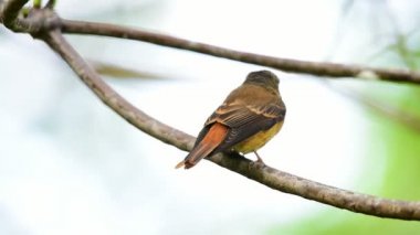 Kuş (Ferruginous sinekkapan, Muscicapa ferruginea) kahverengi şeker, turuncu ve kırmızı renk bir doğa vahşi, dağıtım nadir bir ağaç üzerinde tünemiş