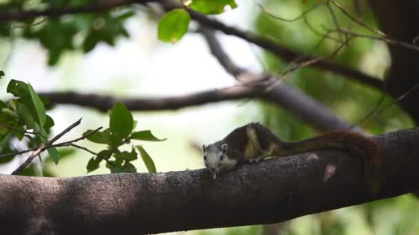 松鼠是哺乳动物动物和一棵树在自然野生松鼠科棕色颜色的家庭成员 — 图库视频影像