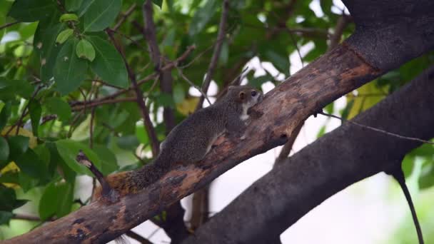 松鼠是哺乳动物动物和一棵树在自然野生松鼠科棕色颜色的家庭成员 — 图库视频影像