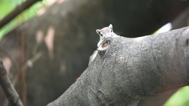 Esquilo Animal Mamífero Membro Família Sciuridae Cor Marrom Uma Árvore — Vídeo de Stock