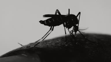 Sivrisinek Makro 'su (Aedes aegypti) insan derisine kan emiyor. Sivrisinek Sıtma, Ensefalit, Dang ve Zika virüsü taşıyıcısıdır.