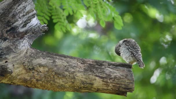Kuş Benekli Owlet Athene Brama Baykuş Kahverengi Siyah Beyaz Renk — Stok video