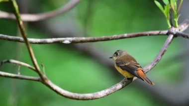 Kuş (Ferruginous sinekkapan, Muscicapa ferruginea) kahverengi şeker, turuncu ve kırmızı renk bir doğa vahşi, dağıtım nadir bir ağaç üzerinde tünemiş