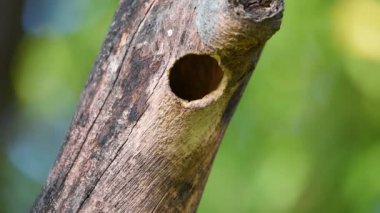 Kuş (Coppersmith kaniş, Kızıl göğüslü kaniş, Coppersmith, Megalaima haemacephala) sarı, yeşil ve kırmızı renk tünemiş vahşi doğada bir ağaç üzerinde