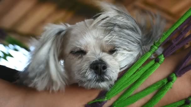 狗如此可爱混合品种与石慈 波美拉尼亚和贵宾犬甜美的睡眠放松在宠物狗床上度假旅行时 — 图库视频影像