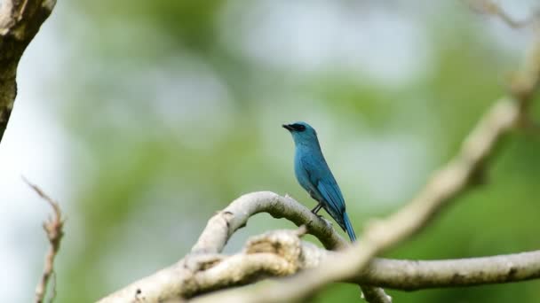 Πουλί Verditer Flycatcher Eumyias Thalassinus Μπλε Όλες Τις Περιοχές Του — Αρχείο Βίντεο