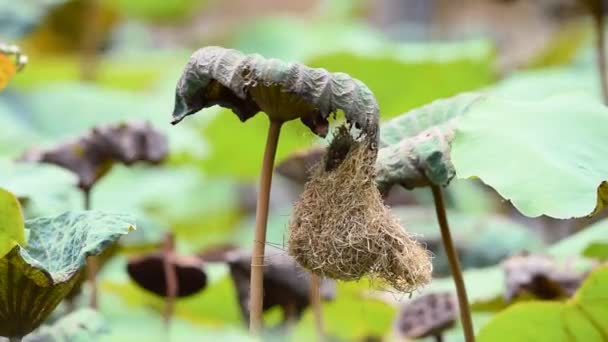 Πουλί Απλό Πρινιά Λευκό Browed Πρινιά Απλό Wren Ωδικό Πτηνό — Αρχείο Βίντεο