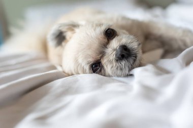 Çok sevimli köpek doğurmak Shih-Tzu ile karışık, Pomeranian ve oturan fino köpeği ya da uyku beyaz duvak ve ilgi ile yatak yatak odası evde veya otel seyir bir şey ile yatağa yatıyor