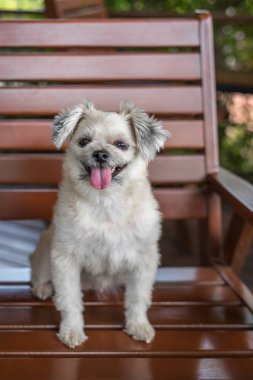 Karışık doğurmak Shih-Tzu, Pomeranian ve seyir vasıl bir şey ilgi ile tatil seyahat ederken kaniş köpek çok şirin