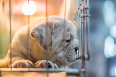 Köpek yavrusu çok tatlı uyku veya yalnız köpek kafes Evcil hayvan dükkanı veya Evcil hayvan sığınak içinde üzüntü ile bekleyen ve yalnız ve özgürlük için umut