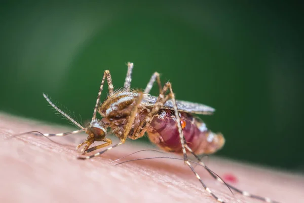 Macro Mosquito Aedes Aegypti Chupando Sangre Cerca Piel Humana Mosquito — Foto de Stock