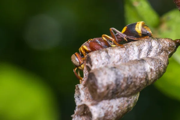 Makro Der Hautflügler Ist Eine Große Ordnung Von Insekten Bestehend — Stockfoto
