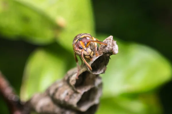 Hymenoptera의 매크로 Sawflies 곤충의 노란색과 검은색 자연에 둥지에 가까이 — 스톡 사진