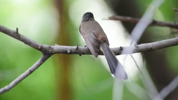 Ptak Malezyjski Pied Fantail Rhipidura Javanica Czarno Biały Kolor Zawieszeni — Wideo stockowe