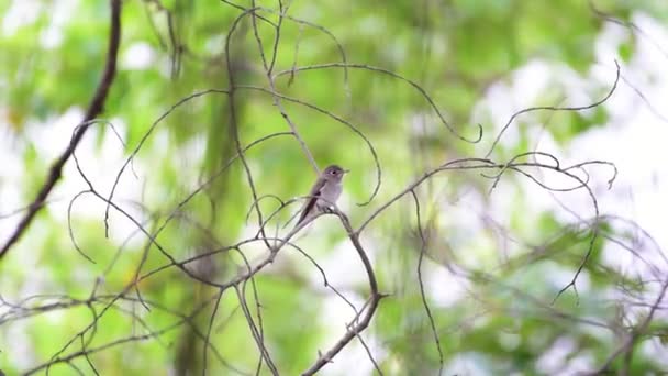 亚洲褐色鹟 Muscicapa Dauurica Siamensis 在自然野生的树上栖息的灰褐色的颜色 — 图库视频影像