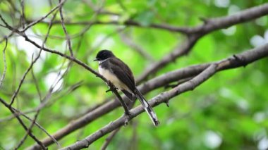 Bir ağaç vahşi doğada kuş (Malezya tarihimin alaca, Rhipidura javanica) siyah ve beyaz renk tünemiş