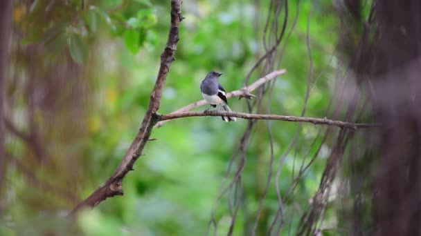 Pájaro Urraca Robin Oriental Copsychus Saularis Hembra Color Negro Gris — Vídeo de stock