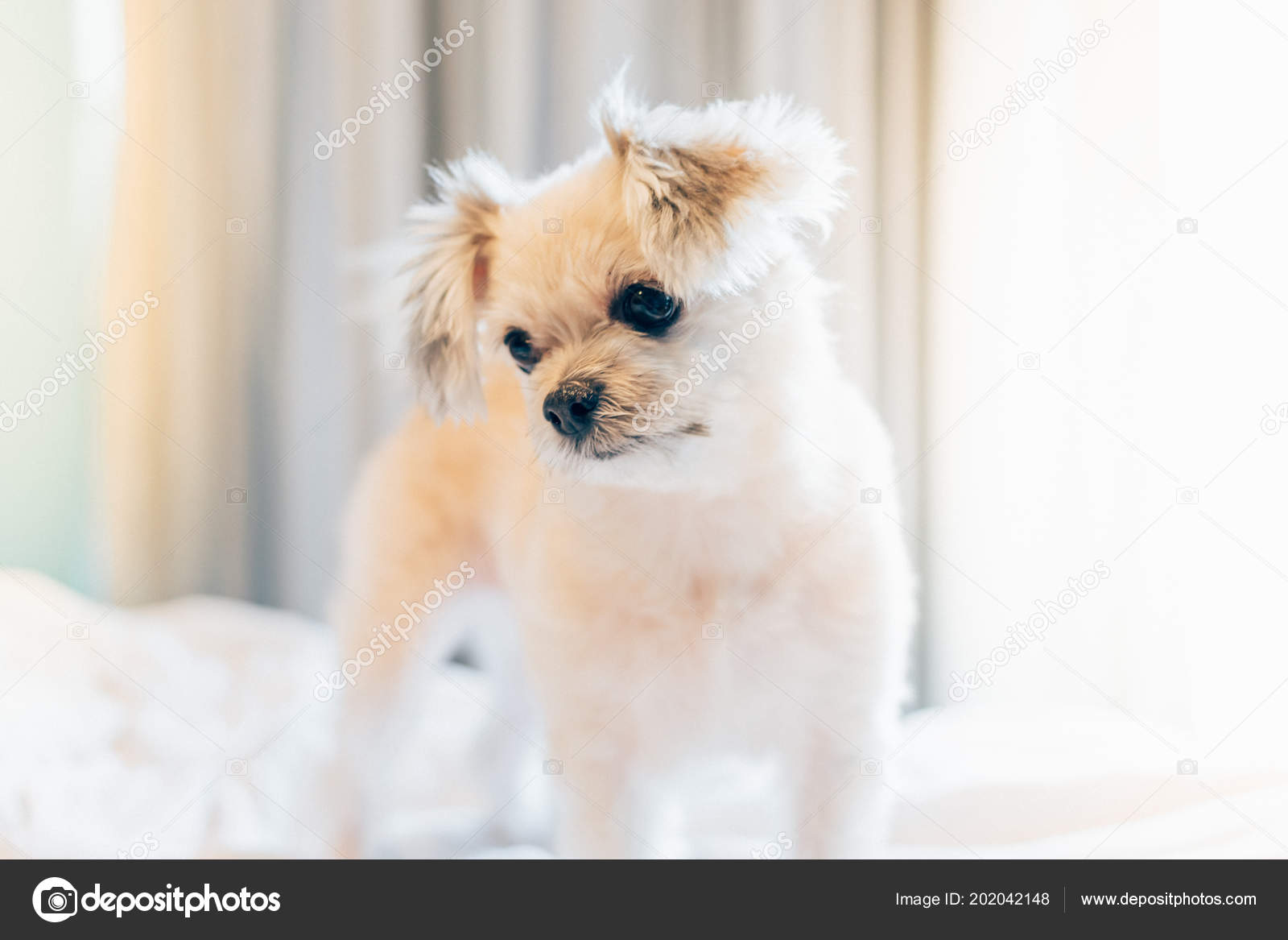 Mignon Chien Race Mélangée Avec Shih Tzu Poméranien Caniche