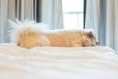 Çok sevimli köpek doğurmak Shih-Tzu ile karışık, Pomeranian ve oturan fino köpeği ya da uyku beyaz duvak ve ilgi ile yatak yatak odası evde veya otel seyir bir şey ile yatağa yatıyor