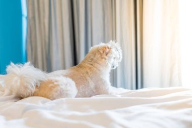 Çok sevimli köpek doğurmak Shih-Tzu ile karışık, Pomeranian ve oturan fino köpeği ya da uyku beyaz duvak ve ilgi ile yatak yatak odası evde veya otel seyir bir şey ile yatağa yatıyor