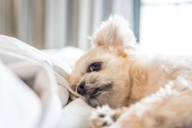 Çok sevimli köpek doğurmak Shih-Tzu ile karışık, Pomeranian ve oturan fino köpeği ya da uyku beyaz duvak ve ilgi ile yatak yatak odası evde veya otel seyir bir şey ile yatağa yatıyor