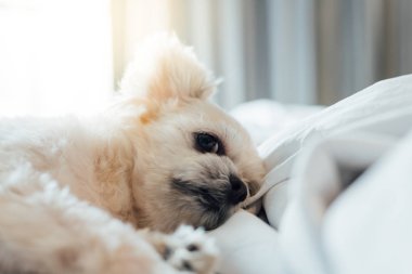 Çok sevimli köpek doğurmak Shih-Tzu ile karışık, Pomeranian ve oturan fino köpeği ya da uyku beyaz duvak ve ilgi ile yatak yatak odası evde veya otel seyir bir şey ile yatağa yatıyor