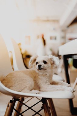 Karışık doğurmak Shih-Tzu, Pomeranian ve seyir vasıl bir şey ilgi ile tatil seyahat ederken kaniş köpek çok şirin