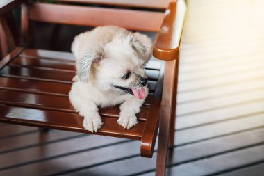 Karışık doğurmak Shih-Tzu, Pomeranian ve seyir vasıl bir şey ilgi ile tatil seyahat ederken kaniş köpek çok şirin
