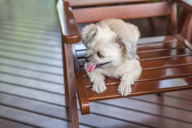 Karışık doğurmak Shih-Tzu, Pomeranian ve seyir vasıl bir şey ilgi ile tatil seyahat ederken kaniş köpek çok şirin
